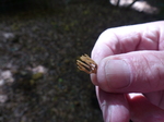 FZ008569 Hans holding Strict-branch coral fungus (Ramaria stricta).jpg